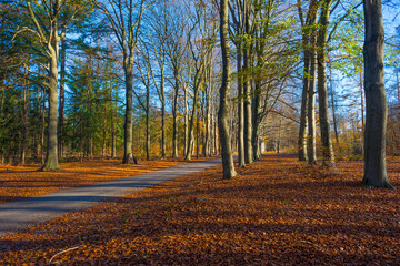 Fototapeta premium Trees in autumn colors in a forest in bright sunny sunlight at fall, Baarn, Lage Vuursche, Utrecht, The Netherlands, November 18, 2020