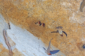 A Pair of Cliff Swallows in Their Nest