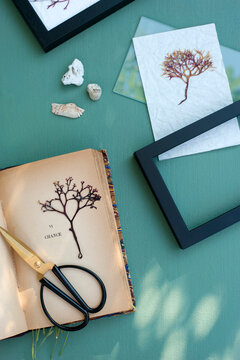 DIY decorations made of dried algae