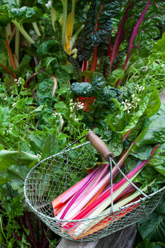 Basket with chard picked from vegetable garden