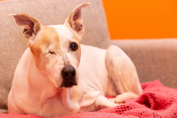 Cute dog on the couch