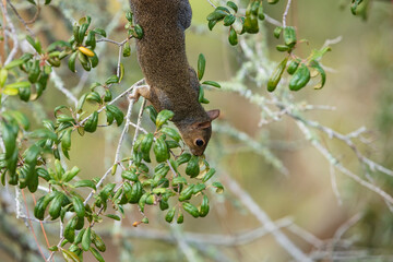 A single Gray Squirrel frantically searches the tiniest branches of a Live Oak Tree in search of tender new growth