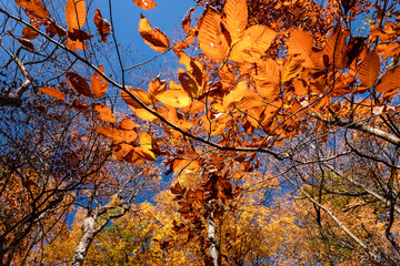 The fall sun illuminates leaves against a blue sky at Seven Bridges Park in South Milwaukee, Wisconsin
