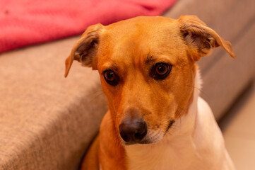 Cute dog on the couch