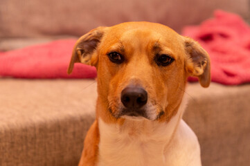 Cute dog on the couch