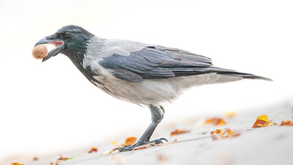 Crow with a nut in his beak on a light background.