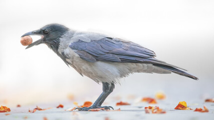 Crow with a nut in his beak on a light background.