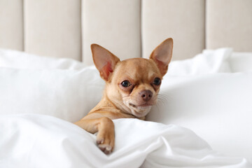 Cute Chihuahua dog under blanket at home