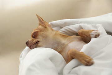 Obraz na płótnie Canvas Cute Chihuahua dog sleeping under blanket at home