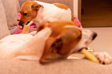 Cute dog on the couch
