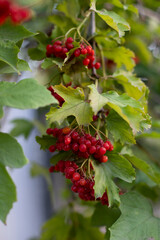 viburnum branches with ripe red bunches