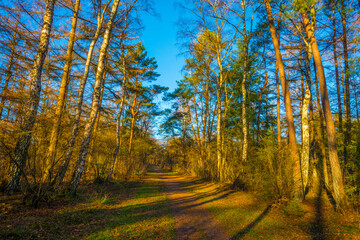 Fototapeta premium Trees in autumn colors in a forest in bright sunny sunlight at fall, Baarn, Lage Vuursche, Utrecht, The Netherlands, November 18, 2020
