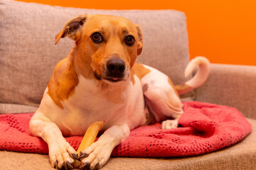 Cute dog on the couch