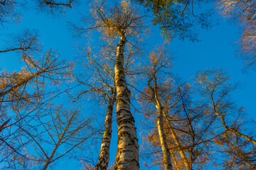 Fototapeta premium Trees in autumn colors in a forest in bright sunny sunlight at fall, Baarn, Lage Vuursche, Utrecht, The Netherlands, November 18, 2020