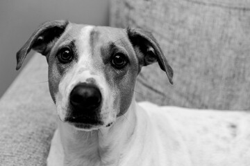 Cute dog on the couch