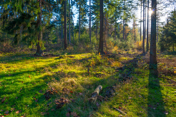 Trees in autumn colors in a forest in bright sunny sunlight at fall, Baarn, Lage Vuursche, Utrecht, The Netherlands, November 18, 2020