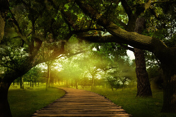 Fantasy world. Magic forest with path between trees