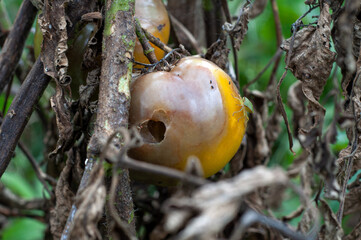 rotten spoiled tomatoes on dry branches and bushes of tomatoes after harvest in the fall. .