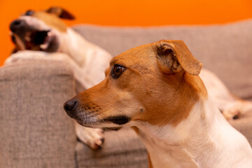 Cute dog on the couch