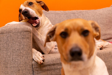 Cute dog on the couch