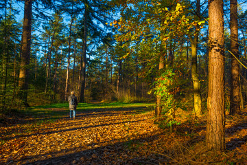 Trees in autumn colors in a forest in bright sunny sunlight at fall, Baarn, Lage Vuursche, Utrecht, The Netherlands, November 18, 2020