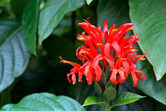 Cardinals guard flower (Justicia coccinea or Pachystachys coccinea) on tropical rainforest