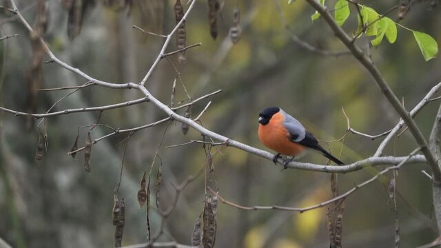 Eurasian bullfinch male