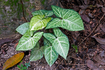 Arrowhead plant (Syngonium podophyllum) on tropical rainforest