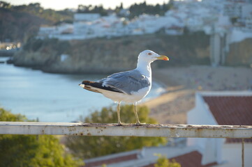 Seagull on the beach background