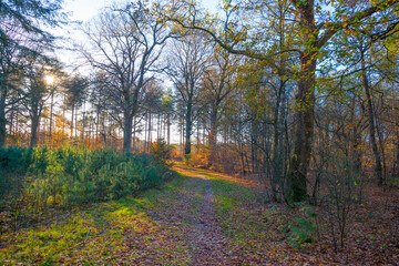 Fototapeta premium Trees in autumn colors in a forest in bright sunny sunlight at fall, Baarn, Lage Vuursche, Utrecht, The Netherlands, November 18, 2020