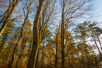 Trees in autumn colors in a forest in bright sunny sunlight at fall, Baarn, Lage Vuursche, Utrecht, The Netherlands, November 18, 2020