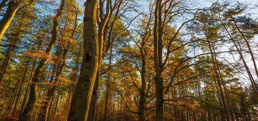 Obraz premium Trees in autumn colors in a forest in bright sunny sunlight at fall, Baarn, Lage Vuursche, Utrecht, The Netherlands, November 18, 2020
