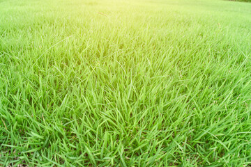Green grass texture as background. Natural meadow landscape.