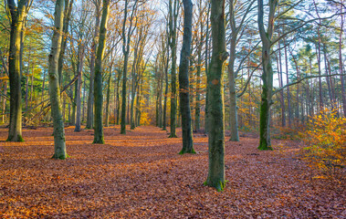 Trees in autumn colors in a forest in bright sunny sunlight at fall, Baarn, Lage Vuursche, Utrecht, The Netherlands, November 18, 2020