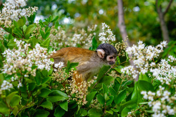 Squirrel Monkey ready to jump 