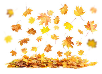 Beautiful autumn leaves falling on white background