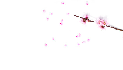 Floral branch with blooming almonds and some petals.