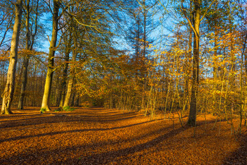 Fototapeta premium Trees in autumn colors in a forest in bright sunny sunlight at fall, Baarn, Lage Vuursche, Utrecht, The Netherlands, November 18, 2020