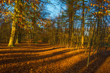 Fototapeta premium Trees in autumn colors in a forest in bright sunny sunlight at fall, Baarn, Lage Vuursche, Utrecht, The Netherlands, November 18, 2020