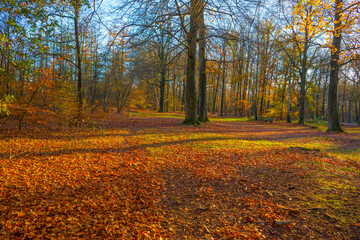 Trees in autumn colors in a forest in bright sunny sunlight at fall, Baarn, Lage Vuursche, Utrecht, The Netherlands, November 18, 2020