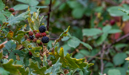 blackberries and their fruits the unripe red and ripe blackberries