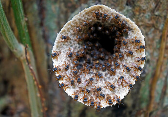 Stingless brazilian bees (Scaptotrigona xanthotricha) defending the entrance of the nest           ...