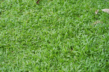 Green grass texture for background
