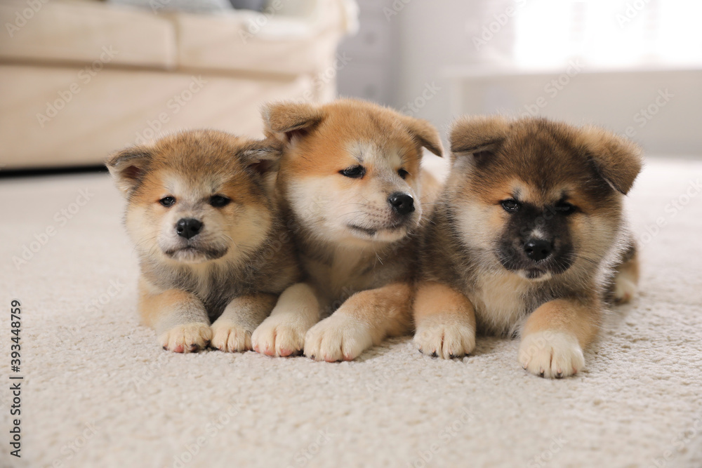 Sticker adorable akita inu puppies on carpet indoors