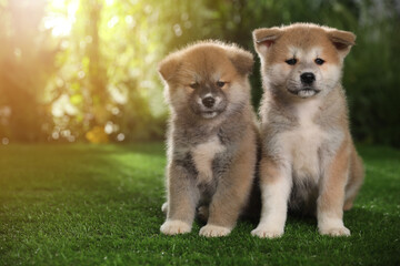 Adorable Akita Inu puppies on green grass outdoors