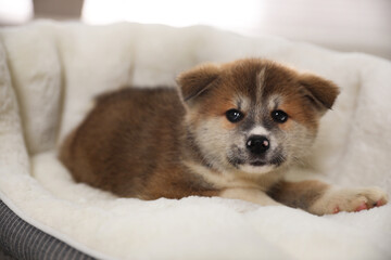 Adorable Akita Inu puppy in dog bed indoors