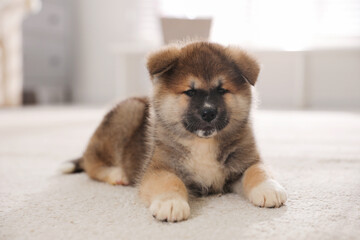 Adorable Akita Inu puppy on carpet indoors