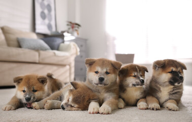 Adorable Akita Inu puppies on carpet indoors