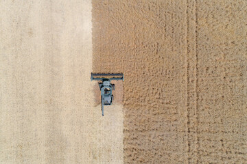 Canola field harvest in Western Australia