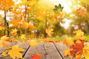 Naklejka na ściany i meble Beautiful autumn leaves falling on wooden surface in park